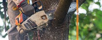 Best Commercial Tree Services  in Canton, MO