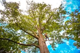 Best Arborist Consultation Services  in Canton, MO