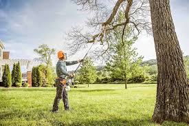 How Our Tree Care Process Works  in  Canton, MO