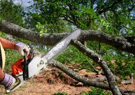  Canton, MO Tree Removal Services Pros