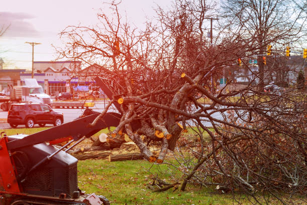 Best Hazardous Tree Removal  in Canton, MO