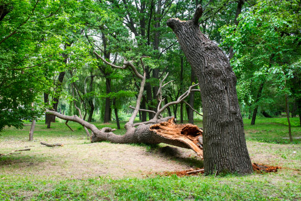 Best Tree Preservation Services  in Canton, MO