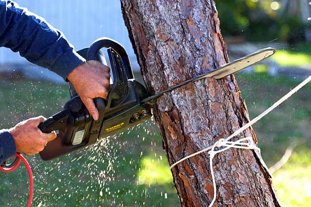 Best Tree Risk Assessment  in Canton, MO