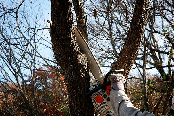 Best Root Management and Removal  in Canton, MO