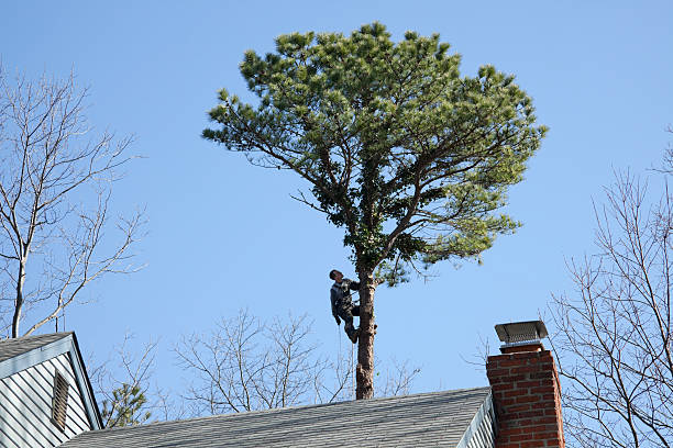 Best Tree Maintenance Programs  in Canton, MO