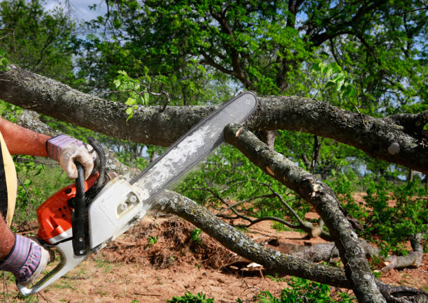 Best Tree Trimming and Pruning  in Canton, MO