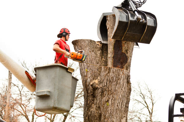 Best Tree Mulching  in Canton, MO